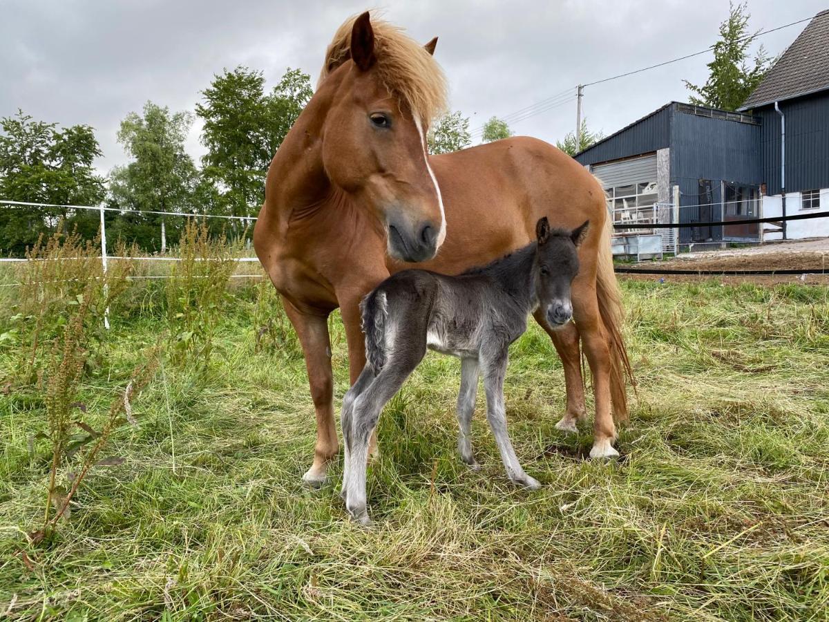 Studio - Grosses Wohn-Schlafzimmer - Dachterrasse - Kamin - Kuche - Hohes Venn - Monschau - Eifel - Hunde Willkommen Beim Hof Vierzehnender Zewnętrze zdjęcie