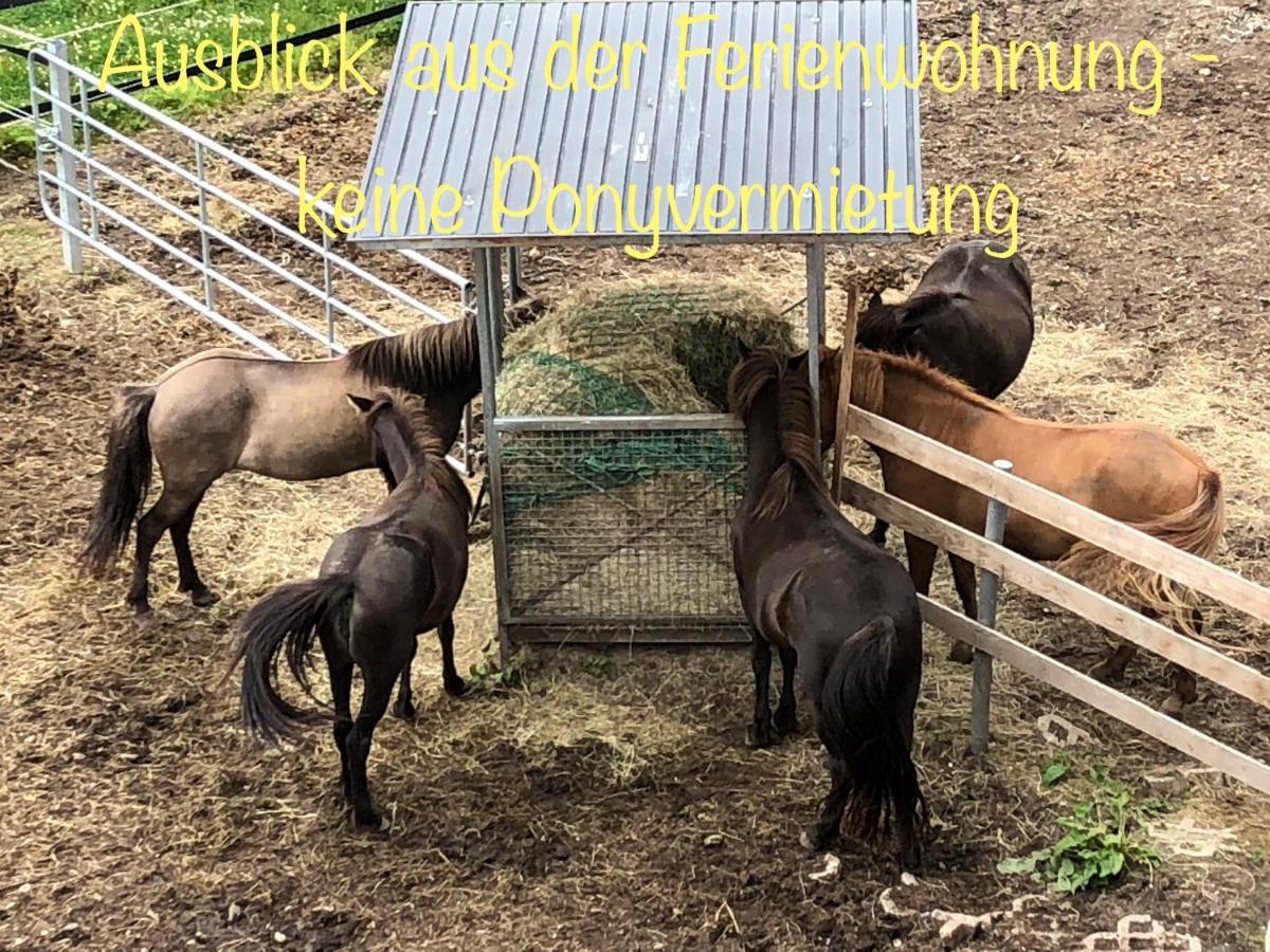 Studio - Grosses Wohn-Schlafzimmer - Dachterrasse - Kamin - Kuche - Hohes Venn - Monschau - Eifel - Hunde Willkommen Beim Hof Vierzehnender Zewnętrze zdjęcie